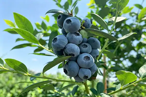 Blueberry Extract Powder Price and Wholesale Buying Guide